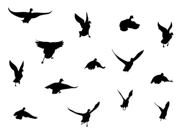 Păsări — Vector de stoc