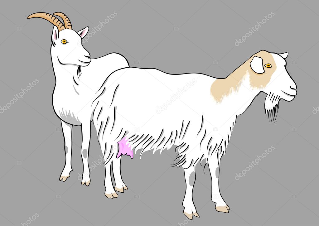 Caprino Vector de stock por ©vlastas 3215067