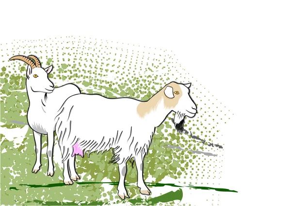 Koza — Wektor stockowy