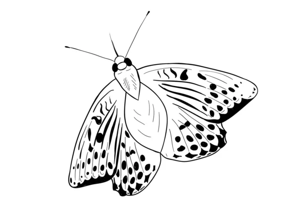 나비 — 스톡 벡터