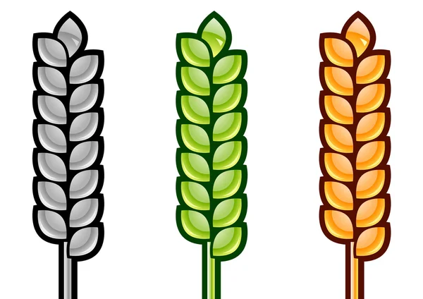 Kukuřice — Stockový vektor