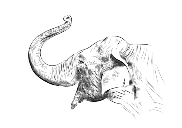 Esboço de elefante — Vetor de Stock