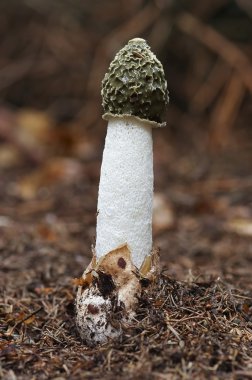 Common stinkhorn clipart