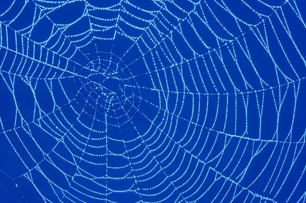Parlak dewdrops ile örümcek ağı — Stok fotoğraf
