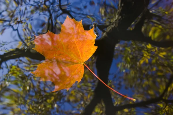 Hoja de otoño en el agua — Foto de Stock