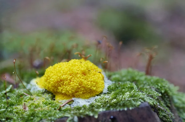 Slime mould — Stock Photo, Image