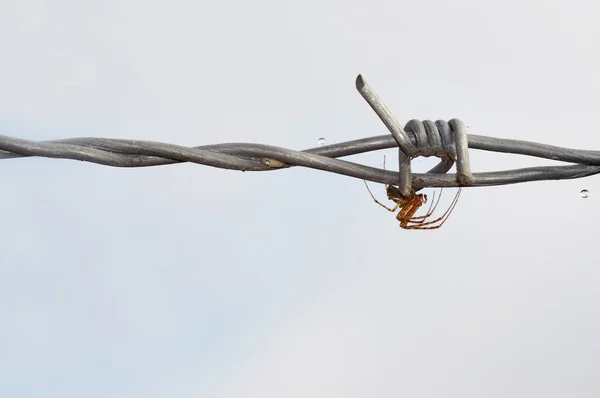 Spider sur le fil de fer barbelé — Photo