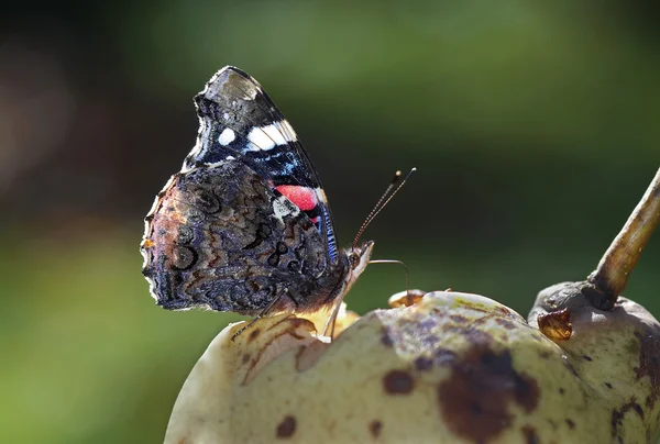 Πεταλούδα στο το αχλάδι — Φωτογραφία Αρχείου