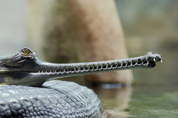 인도 gavial — 스톡 사진