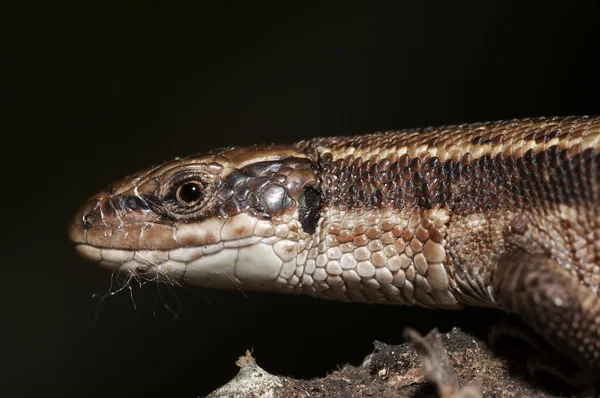 Head of the lizard — Stock Photo, Image