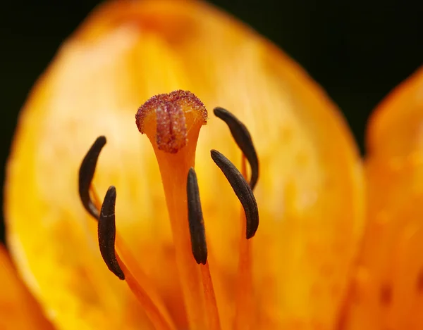 Zbliżenie lilii — Zdjęcie stockowe