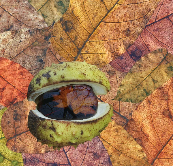 Осіннє листя і каштани — стокове фото