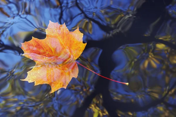 Осенний лист на воде — стоковое фото