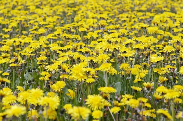 Yellow meadow - flowering dandelions — Stock Photo, Image