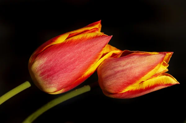 Bloom of tulip — Stock Photo, Image