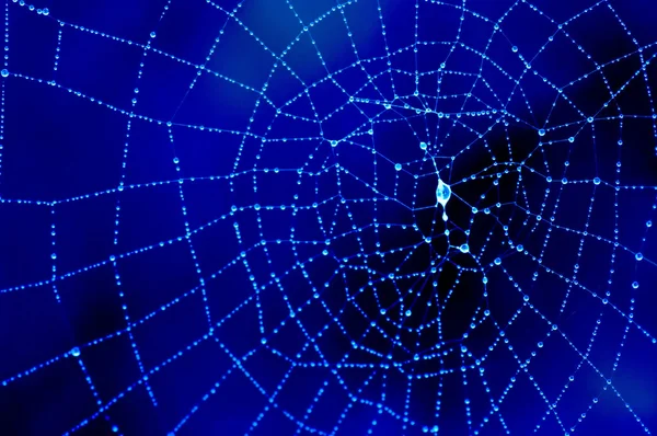 青で涙にぬれたクモの巣 — ストック写真