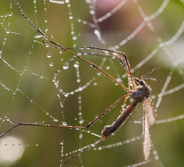 Mosquito in cobweb — Stock Photo, Image