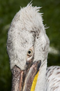 Dalmaçyalı pelican başkanı