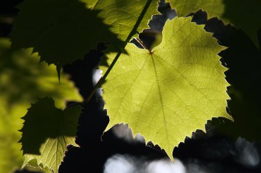 grapevine içinde arka aydınlatma