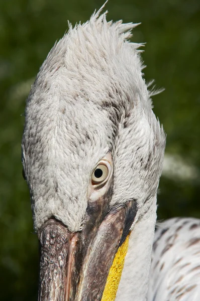 Chefe do pelicano dálmata — Fotografia de Stock