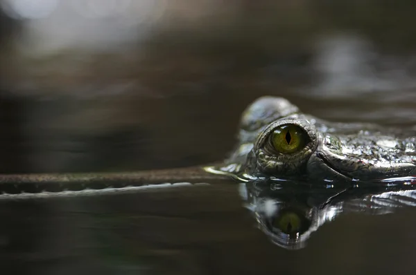 Krokodyl oczu - gawial indyjski — Zdjęcie stockowe