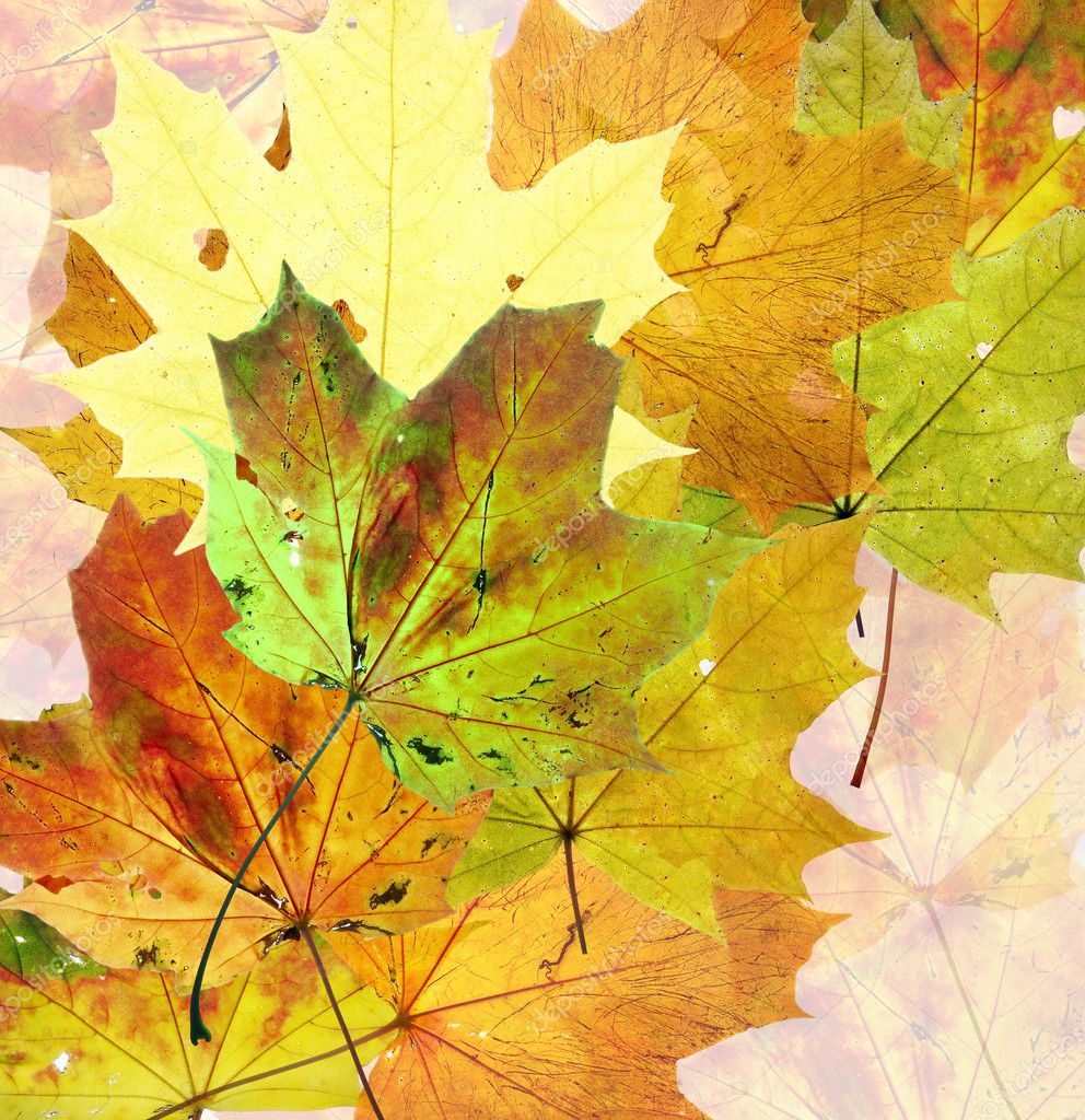 Colors of autumn — Stock Photo © siloto #2748556