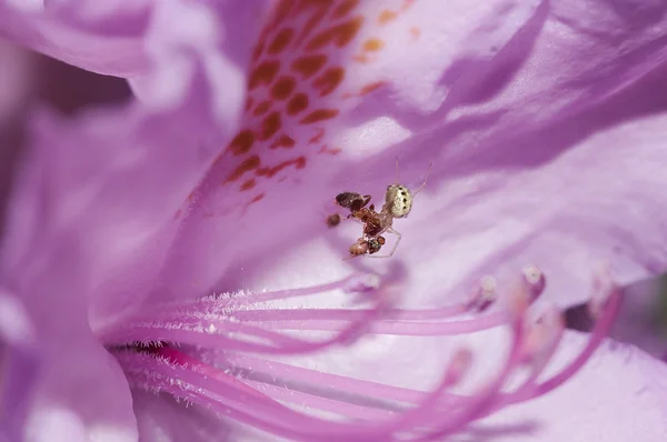 Fly, ant a pavouk v květu — Stock fotografie