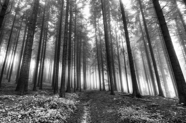 Skogen i en dimma — Stockfoto