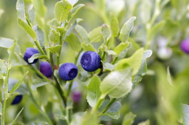 Blueberry shrubs - forest product