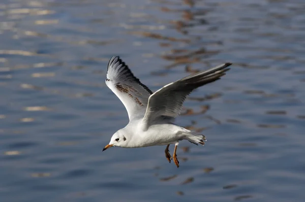 Flying gull — Stock Photo, Image