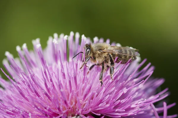 Pollination — Stock Photo, Image