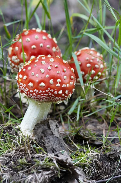 蘑菇-飞鹅膏菌 — 图库照片