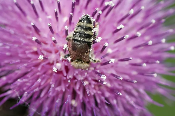 Pollinisation — Photo
