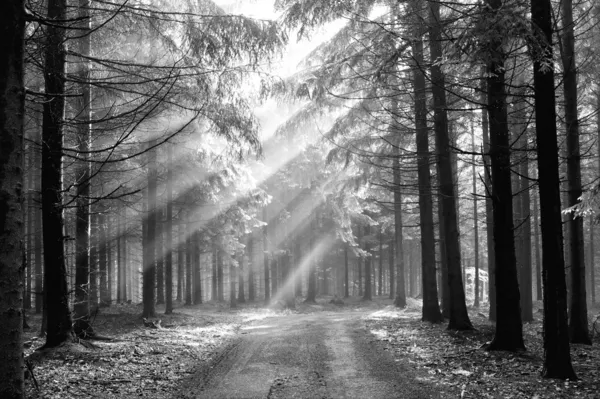 神的光束-雾中的针叶林 — 图库照片