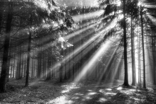 Stock image God beams - coniferous forest in fog