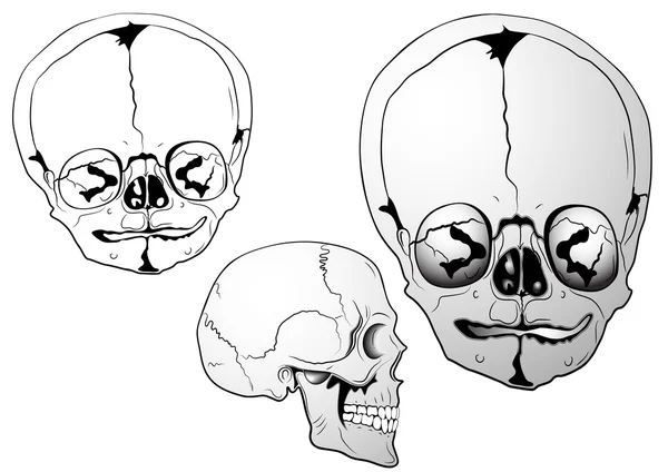 ベクトルの頭蓋骨 — ストックベクタ
