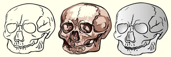 다양 한 인간의 두개골-벡터 — 스톡 벡터