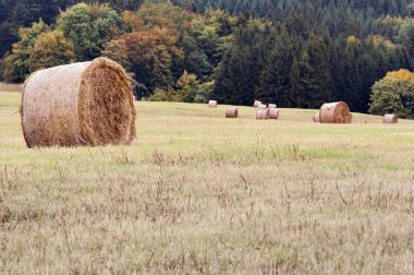 haymaking zaman