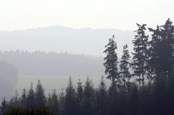 Хвойні ліси в тумані — стокове фото