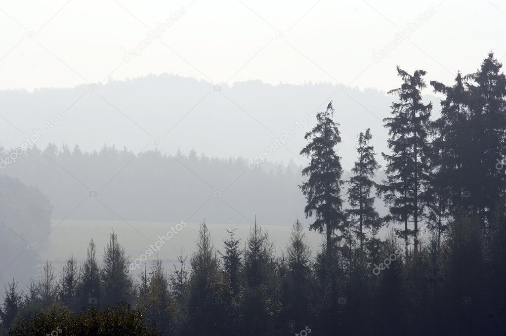 фото леса в тумане онлайн фото леса в тумане