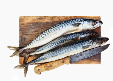 Fresh mackerels