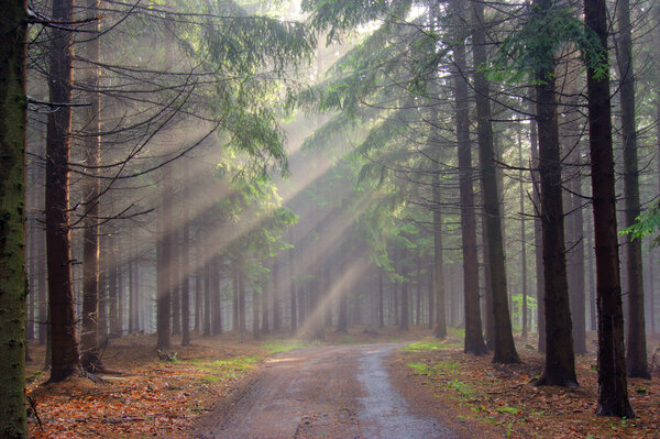 God beams - coniferous forest in fog