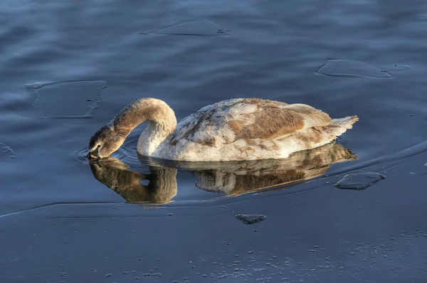 Лебедь на замерзшей реке — стоковое фото