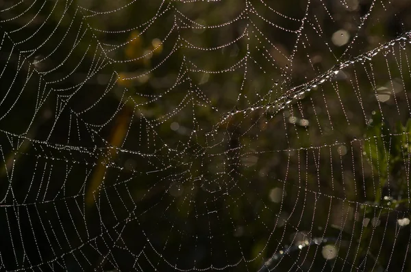 Cobweb с блестящими капли росы — стоковое фото