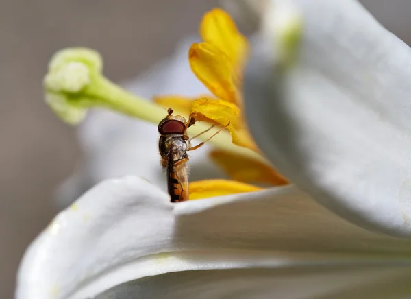 Λουλούδι μύγα — Φωτογραφία Αρχείου