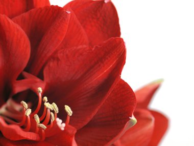 Kırmızı amaryllis çiçek