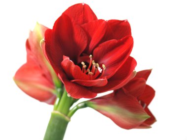 Red Amaryllis clipart