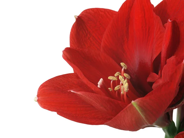 Красный амариллис — стоковое фото