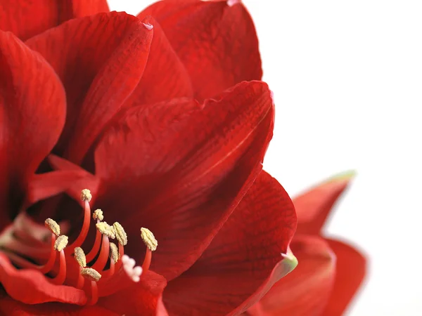 Röd amaryllis blomma — Stockfoto