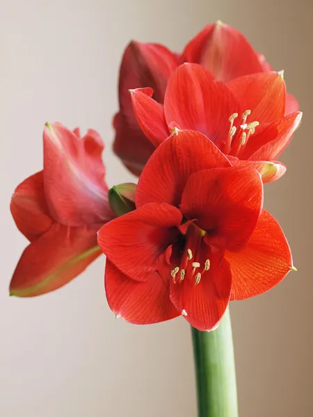 Czerwona amarylis — Zdjęcie stockowe
